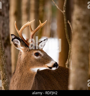 Eine schwer fassbare Trophäe whitetail deer Buck versteckt im Wald in den Adirondack Mountains Wildnis. Stockfoto