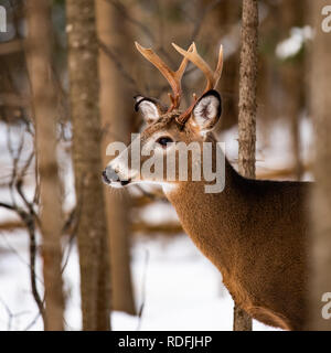 Eine schwer fassbare Trophäe whitetail deer Buck versteckt im Wald in den Adirondack Mountains Wildnis. Stockfoto