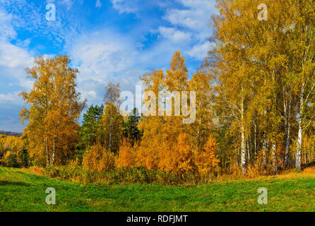 Schöne romantische Landschaft mit goldenen Blätter der Birken und grünen Kiefern im Herbst Wald auf einem Hügel - helle Herbst Hintergrund bei warmen und sonnigen septemb Stockfoto