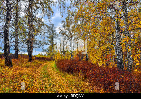 Schöne romantische Landschaft mit goldenen Birken und rote Büsche entlang der Straße im Herbst Wald - helle Herbst Hintergrund bei warmen Tag im September wit Stockfoto