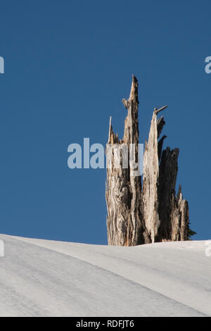 Winter Baumstumpf im Schnee, North Cascade Mountains, Washington Stockfoto