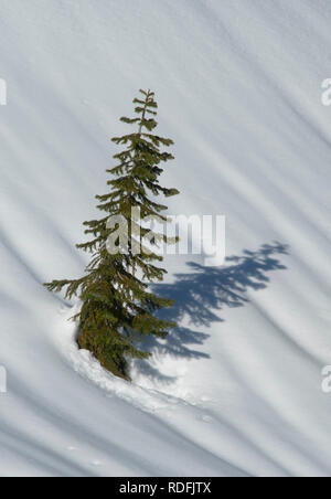 Bäume und Schatten im Winter Schnee, North Cascade Mountains, Washington Stockfoto