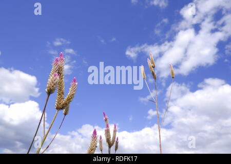 Celosia Caracas - Die cockscomb Blume in der Natur gegen den blauen Himmel Hintergrund Stockfoto