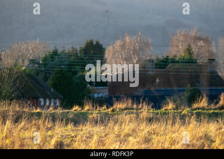 Short Eared Owl während der Goldenen Stunde Stockfoto