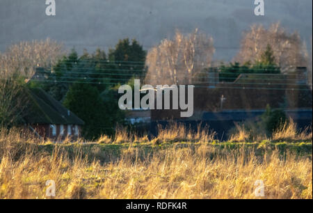 Short Eared Owl während der Goldenen Stunde Stockfoto