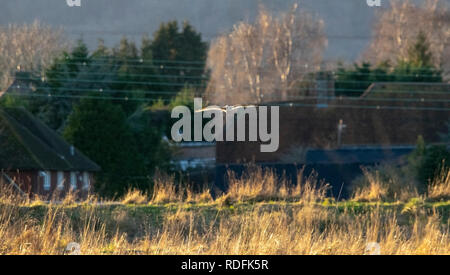 Short Eared Owl während der Goldenen Stunde Stockfoto