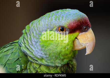 Porträt einer Bunten Lila - gekrönte Amazon Parrot Stockfoto