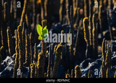 Luftwurzeln einer Mangrove durch Standlicht Stockfoto