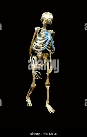 Nachbildung des Skeletts des Australopithecus afarensis Lucy auch als Dinknesh, wunderbar, Addis Abeba National Museum bekannt Stockfoto