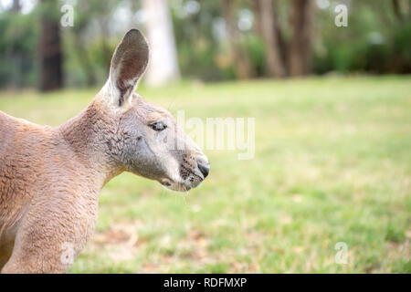 Känguru in Freiheit in Australien auf dem Gras Stockfoto