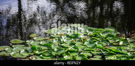 Aquatische Garten mit frischem Seerosen im Teich. Lotus Pflanze auf dunkle Farbe See. Natur Hintergrund, Copyspace, Banner, wallpaper. Stockfoto