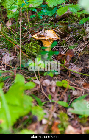 Cantharellus Cibarius orange redhead genießbare Pilz wächst im Wald. Cantharellus Cibarius ist eine Pflanzenart aus der Gattung der Goldenen chanterelle Pilzen in der g Stockfoto