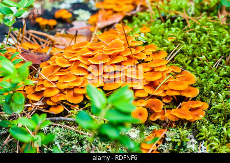 Große Gruppe von kleinen Vivid orange Pilze wachsen auf alten Baumstumpf mit Moos im Wald überwuchert Stockfoto