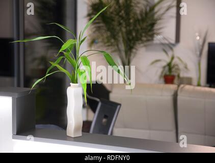 Modernes Wohnzimmer Interieur mit frischen grünen Pflanzen vase Dekoration. Stockfoto