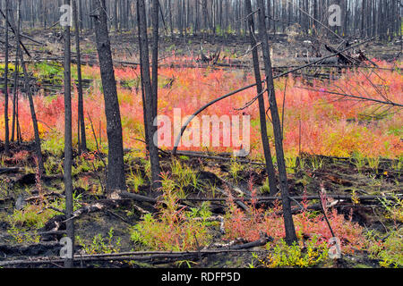 Fireweed im Herbst bei einem Waldbrand Zone, Highway 3 in der Nähe von Great Slave Lake, Northwest Territories, Kanada Stockfoto