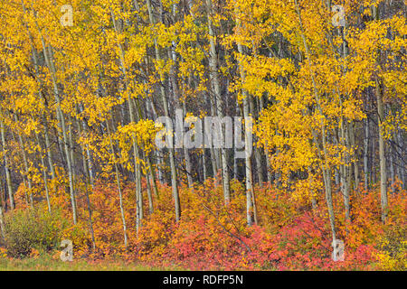 Aspen woodland mit Herbst Wild Rose im Unterwuchs, Fort Providence, Northwest Territories, Kanada Stockfoto