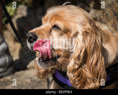 Porträt einer Spaniel hund aus Stretching Zunge, direkte Sonneneinstrahlung Stockfoto