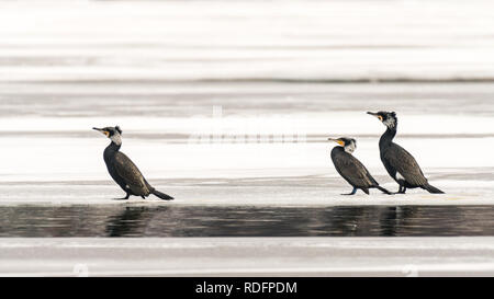 Drei Kormorane (Phalacrocorax carbo) stehen auf dem Eis eines zugefrorenen See (Wien, Österreich) Stockfoto
