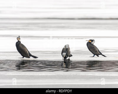 Drei Kormorane (Phalacrocorax carbo) stehen auf dem Eis eines zugefrorenen See (Wien, Österreich) Stockfoto