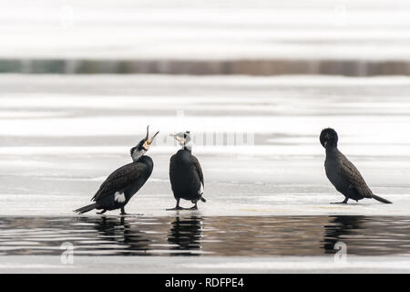 Drei Kormorane (Phalacrocorax carbo) stehen auf dem Eis eines zugefrorenen See (Wien, Österreich) Stockfoto