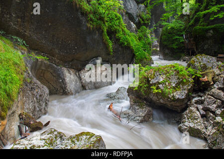 Der Fluss, der durch die seisenbergklamm Weißbach/Seisenbachklamm, Schlucht in der Nähe von Weißbach bei Lofer Saalachtal, Salzburg/Salzburger Land, Austr Stockfoto