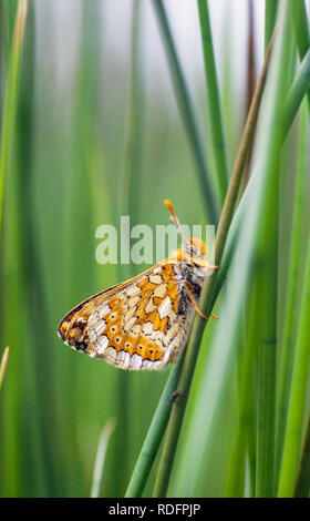 Marsh Fritillary Schmetterling Eurodryas aurinia Llyn Halbinsel North Wales UK Stockfoto