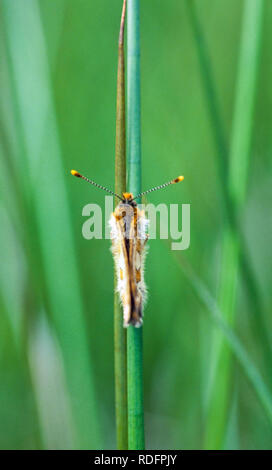 Marsh Fritillary Schmetterling Eurodryas aurinia Llyn Halbinsel North Wales UK Stockfoto