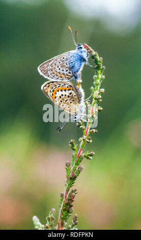 Ein Paar silberbesetzter blauer Schmetterlinge Plebejus argus paart sich auf den Heiden des New Forest Hampshire England UK Stockfoto