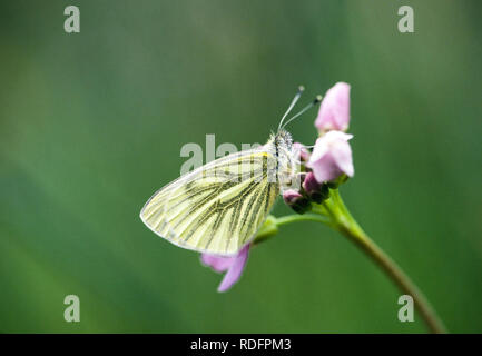 Grün Geaderten weiß Pieris napi Schmetterling auf Blüte in einem englischen Cottage Garden Stockfoto
