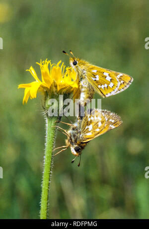 Silber Skipper Schmetterlinge Hesperia comma Paaren auf Watlington Hill in Oxfordshire England UK gesichtet Stockfoto