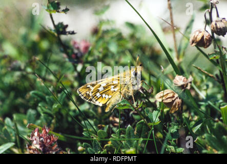 Silber getupft Skipper Schmetterling Hesperia comma auf Watlington Hill in Oxfordshire England Großbritannien Stockfoto