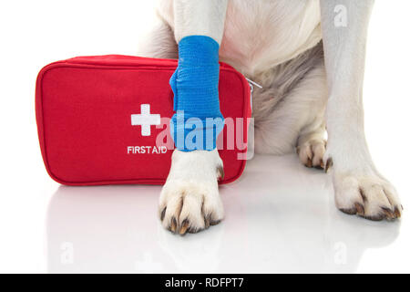 Verletzte Hund. Nahaufnahme PAW LABRADOR MIT EINEM BLAUEN VERBAND ODER GUMMIZUG AM FUSS UND EIN NOTFALL ODER ERSTE HILFE KIT. Isolierte STUDIO SHOT GEGEN WEISSE Stockfoto