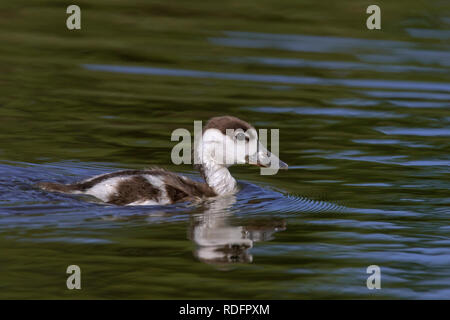 Brandente (Tadorna tadorna) Entlein/junge Schwimmen im See Stockfoto