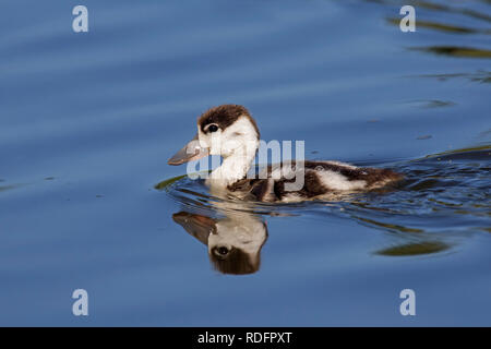 Brandente (Tadorna tadorna) Entlein/junge Schwimmen im See Stockfoto