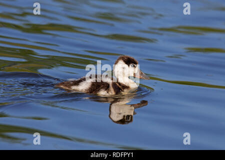 Brandente (Tadorna tadorna) Entlein/junge Schwimmen im See Stockfoto