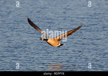 Kanadagans (Branta canadensis) im Flug über das Meer Wasser Stockfoto