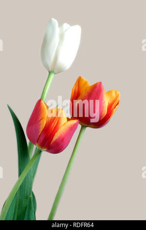 Blumenstrauß aus zwei rote und gelbe und eine weiße Tulpen auf beigen Hintergrund closeup isoliert Stockfoto
