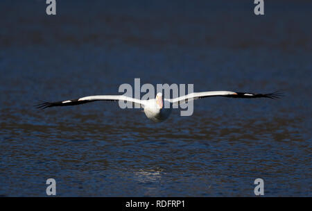 American White Pelican im Flug an Kamera Stockfoto