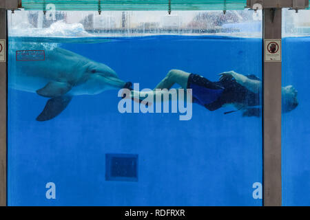 Delphin Show in den Zoo von Lissabon, Portugal Stockfoto