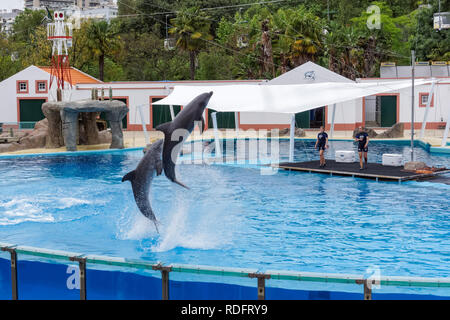 Delphin Show in den Zoo von Lissabon, Portugal Stockfoto