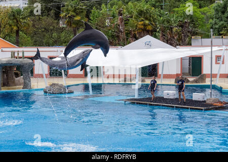 Delphin Show in den Zoo von Lissabon, Portugal Stockfoto