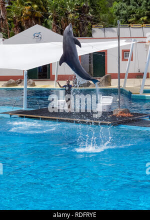 Delphin Show in den Zoo von Lissabon, Portugal Stockfoto