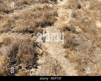 Riesige Känguru Ratte (Dipodomys ingens) ausleihen Bohrungen auf dem Trockenen Carrizo Ebene Grasland - Kalifornien USA Stockfoto