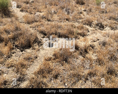 Riesige Känguru Ratte (Dipodomys ingens) ausleihen Bohrungen auf dem Trockenen Carrizo Ebene Grasland - Kalifornien USA Stockfoto