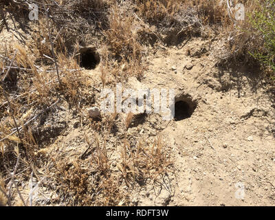 Riesige Känguru Ratte (Dipodomys ingens) ausleihen Bohrungen auf dem Trockenen Carrizo Ebene Grasland - Kalifornien USA Stockfoto