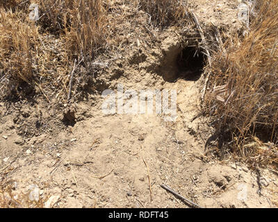 Riesige Känguru Ratte (Dipodomys ingens) ausleihen Bohrungen auf dem Trockenen Carrizo Ebene Grasland - Kalifornien USA Stockfoto