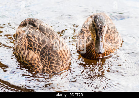 Zwei braune Enten und Entenküken tauchen die Nahrung im See in der Nähe der Küste zu fangen, Zeit, die Fütterung. Wasser Vogelarten in der wasservögel Familie Entenvögel. Stockfoto