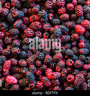 Wilden Brombeeren in einer Vielzahl von Farben als Hintergrund Textur Stockfoto