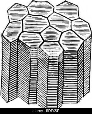 . Elemente der vergleichenden Anatomie der Wirbeltiere. Anatomie, Vergleichende. 148 vergleichende Anatomie und die CONSTRICTOR der Gill-Bögen, die Nerven, die aus der "Elektrischen lobe" der Medulla oblongata, einem einzigen Zweig kommen auch aus der Nervus trigeminus; in allen psendo - clectric Fische, sowie in Gymnotus, in der über zweihundert Nerven mit dem elektrischen Orgel, sie entstehen aus dem Rückenmark, und sind wahrscheinlich in engem Zusammenhang mit der ventralen cornua des Letzteren, die nre besonders gut in den letzten Fisch entwickelt. Bemerkenswert ist, dass die elektrische Nerv Stockfoto