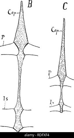 . Elemente der vergleichenden Anatomie der Wirbeltiere. Anatomie, Vergleichende. . Bitte beachten Sie, dass diese Bilder sind von der gescannten Seite Bilder, die digital für die Lesbarkeit verbessert haben mögen - Färbung und Aussehen dieser Abbildungen können nicht perfekt dem Original ähneln. extrahiert. Wiedersheim, Robert, 1848-1923; Parker, William Newton, 1857-1923. London, Macmillan Stockfoto